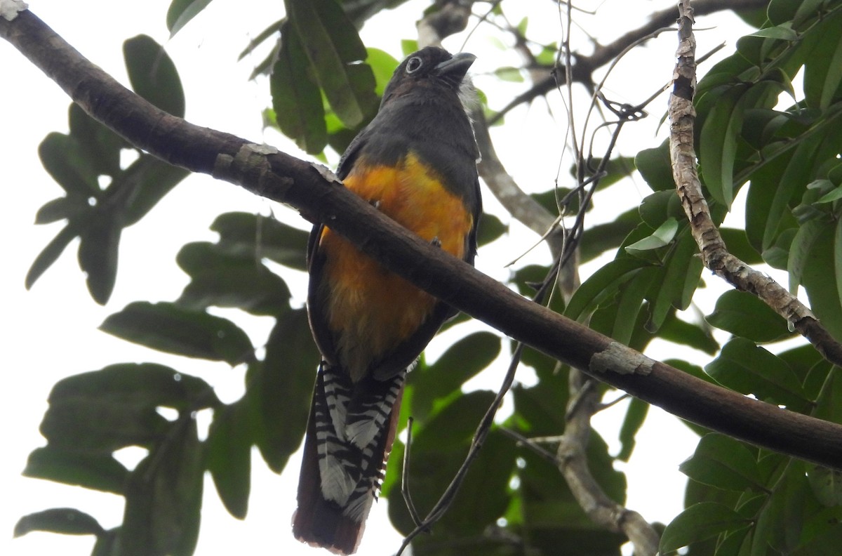 Green-backed Trogon - Fernando Angulo - CORBIDI