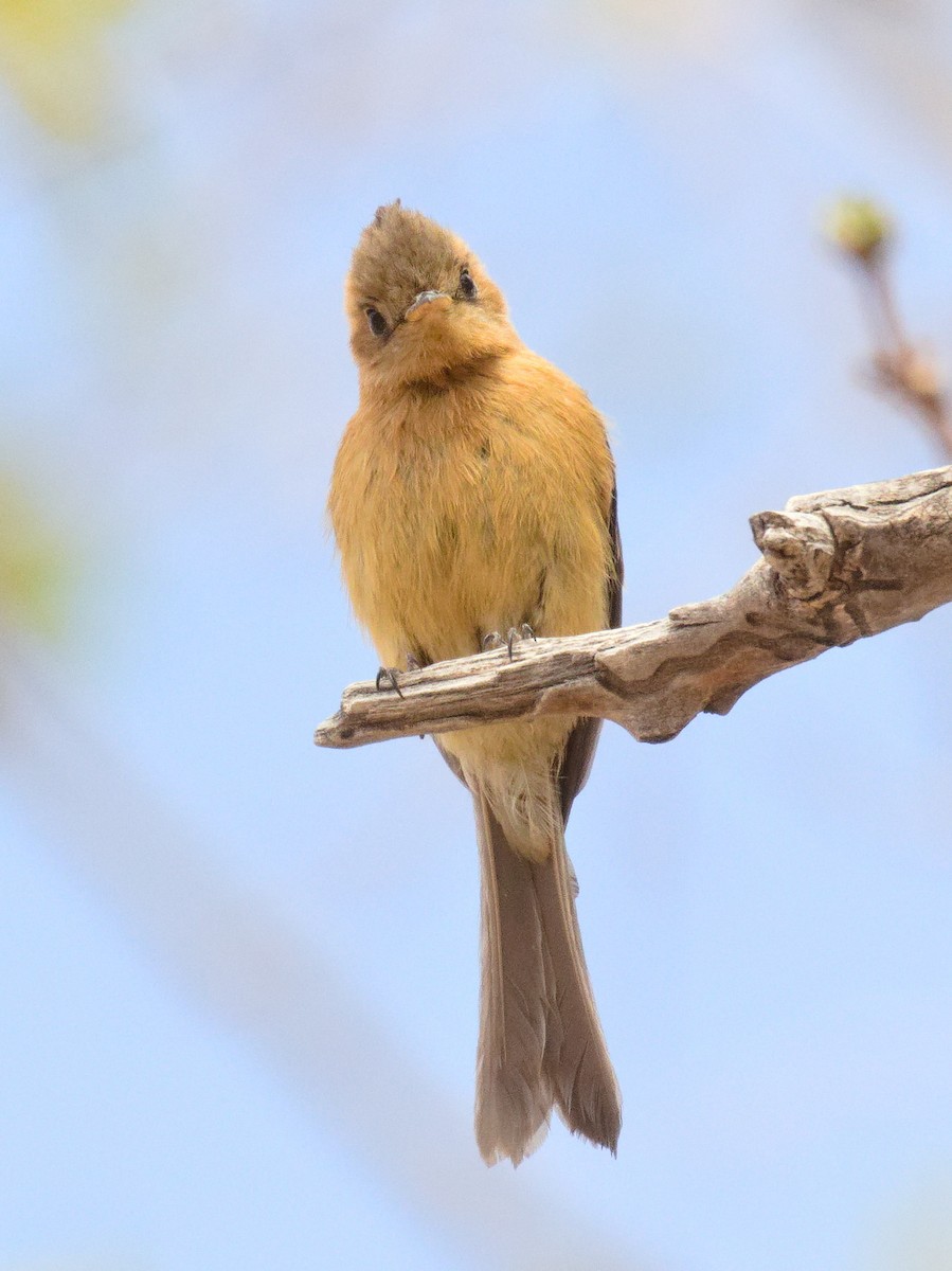 Tufted Flycatcher - ML632870318