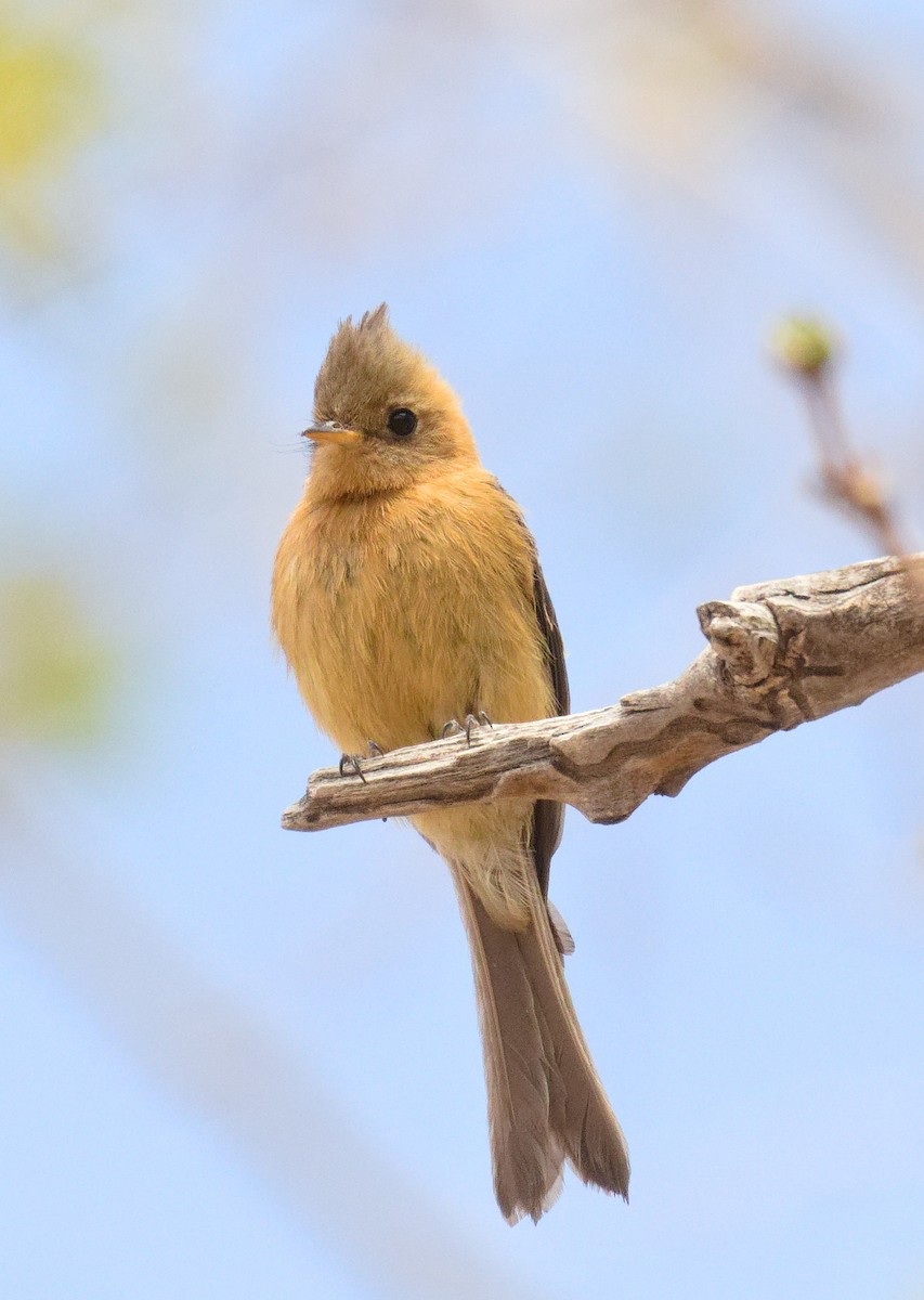 Tufted Flycatcher - ML632870319