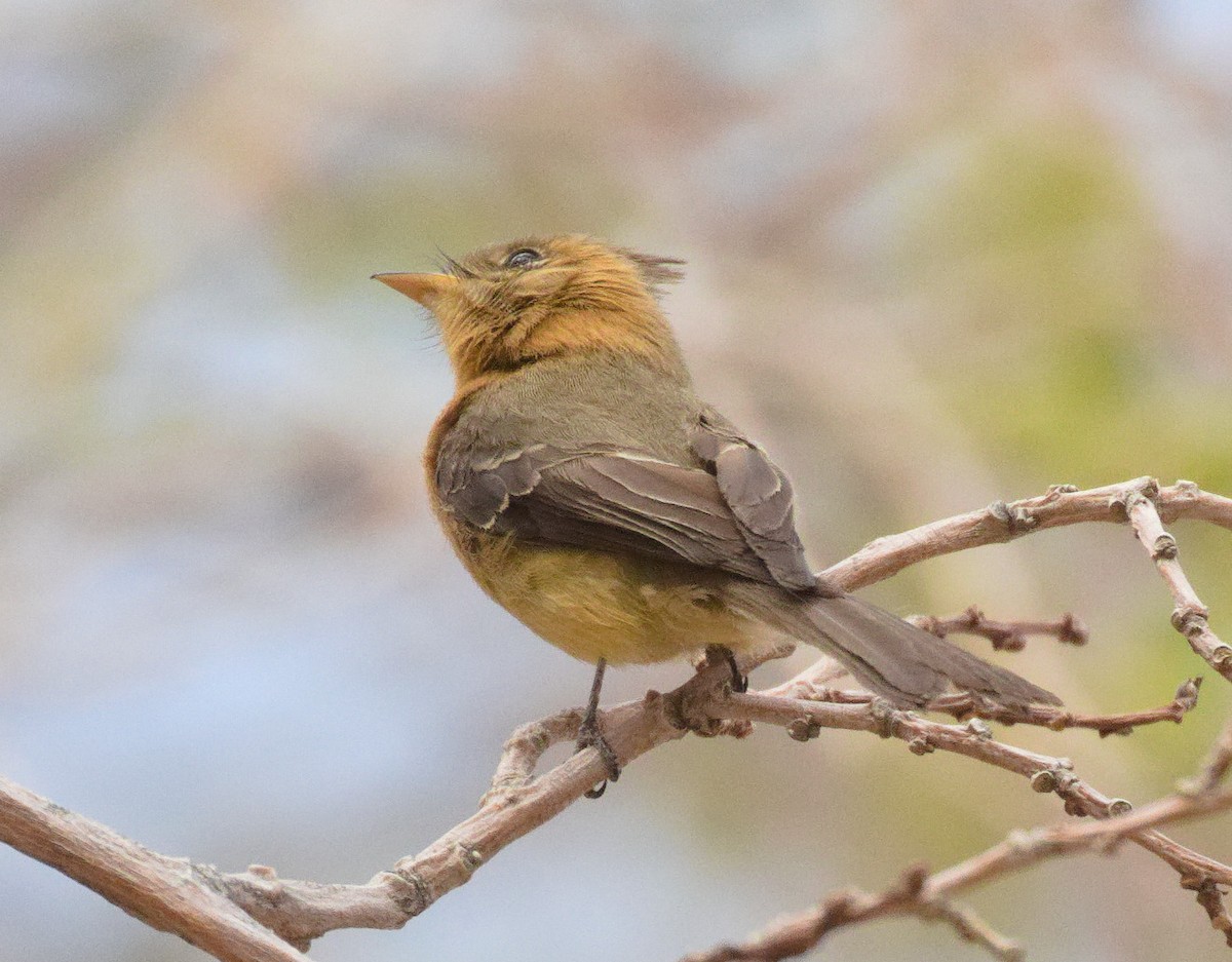 Tufted Flycatcher - ML632870320