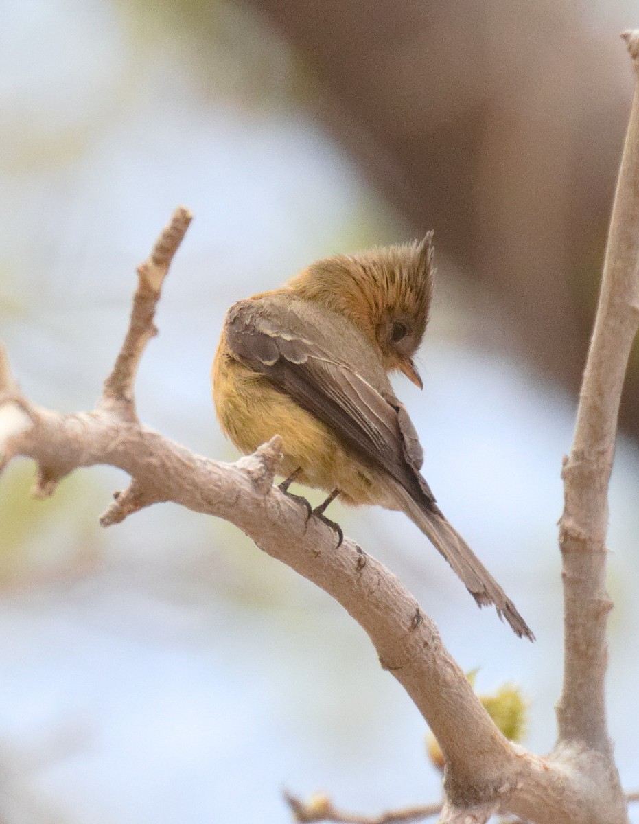 Tufted Flycatcher - ML632870321