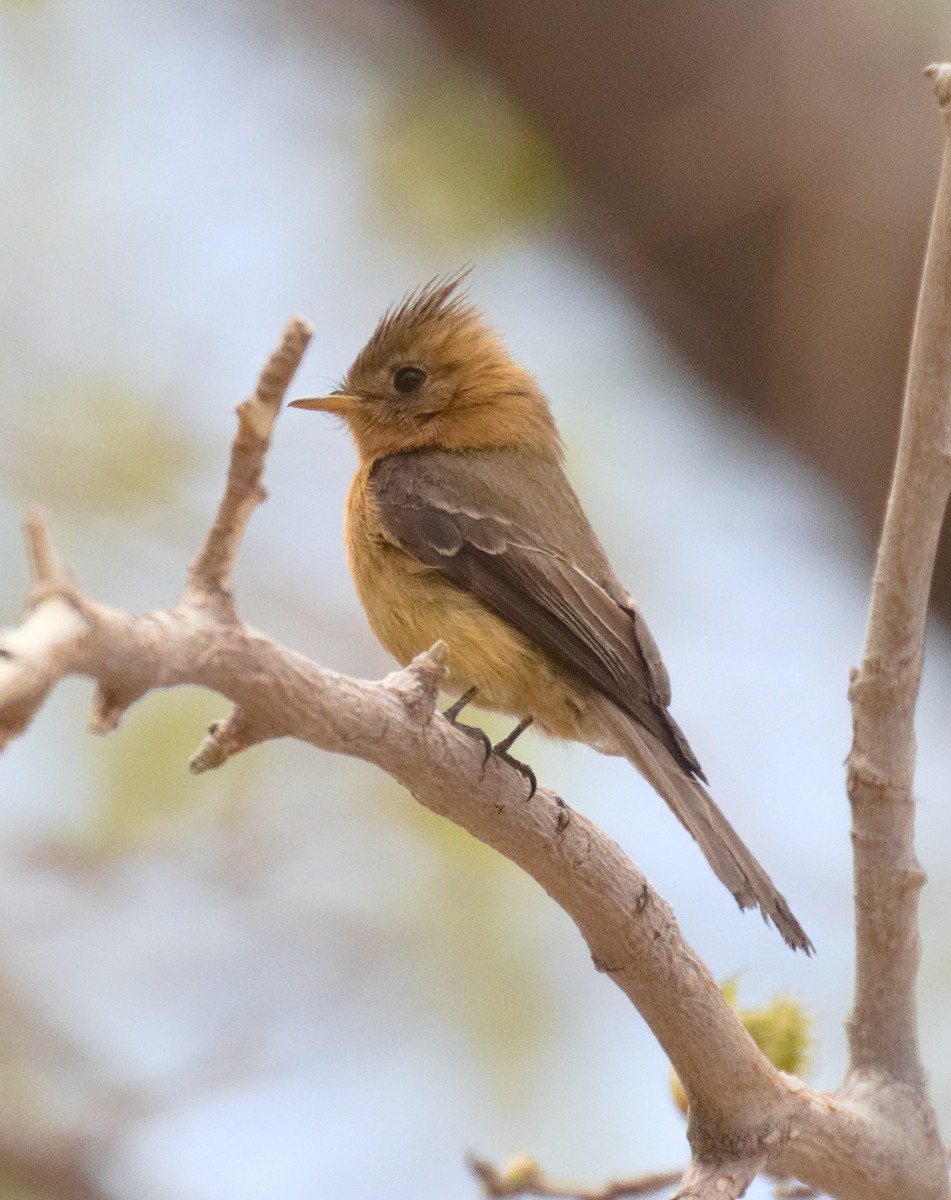 Tufted Flycatcher - ML632870322