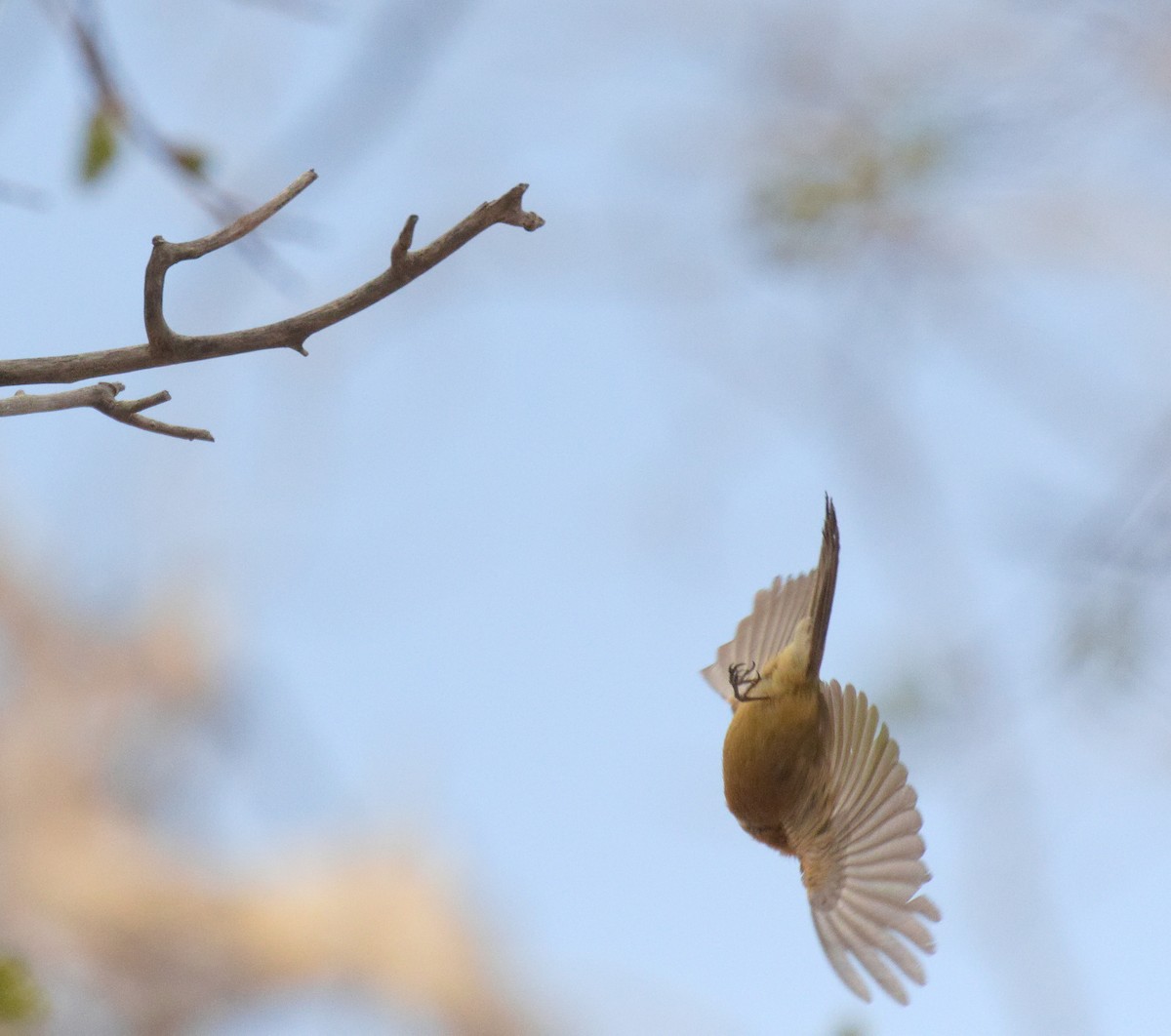 Tufted Flycatcher - ML632870323