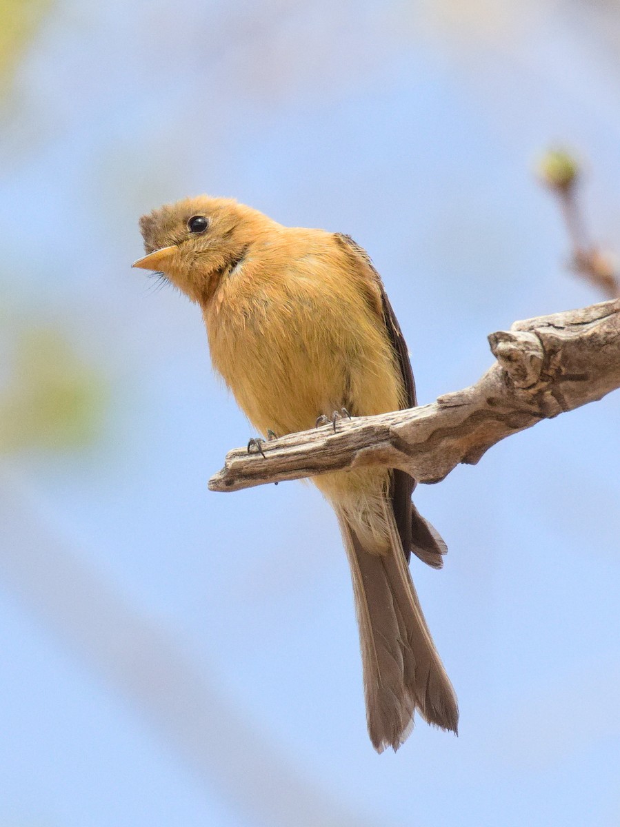 Tufted Flycatcher - ML632870324