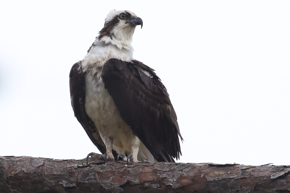 Osprey - ML632870348