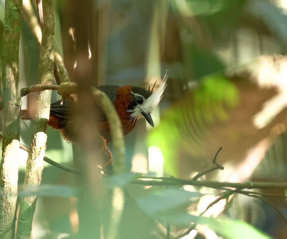 White-plumed Antbird - ML632870356