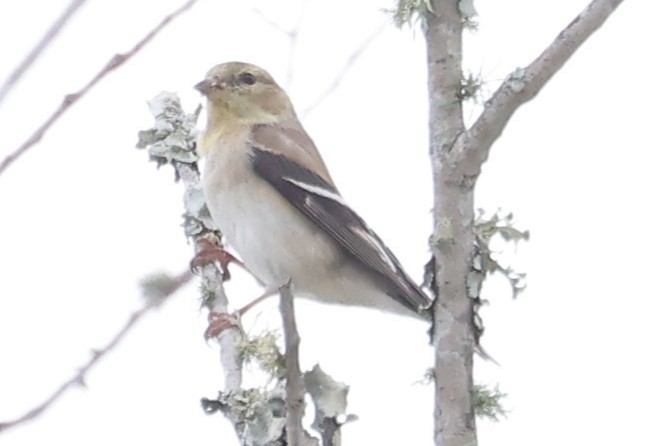 American Goldfinch - ML632870359
