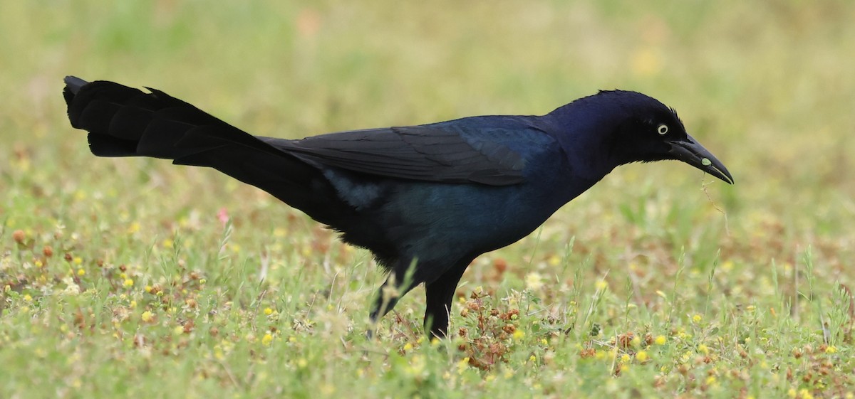 Boat-tailed Grackle - ML632870377
