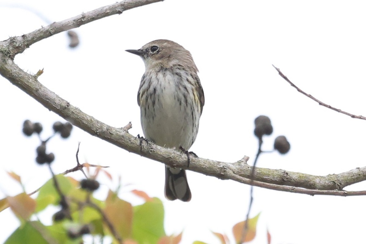 Yellow-rumped Warbler (Myrtle) - ML632870385