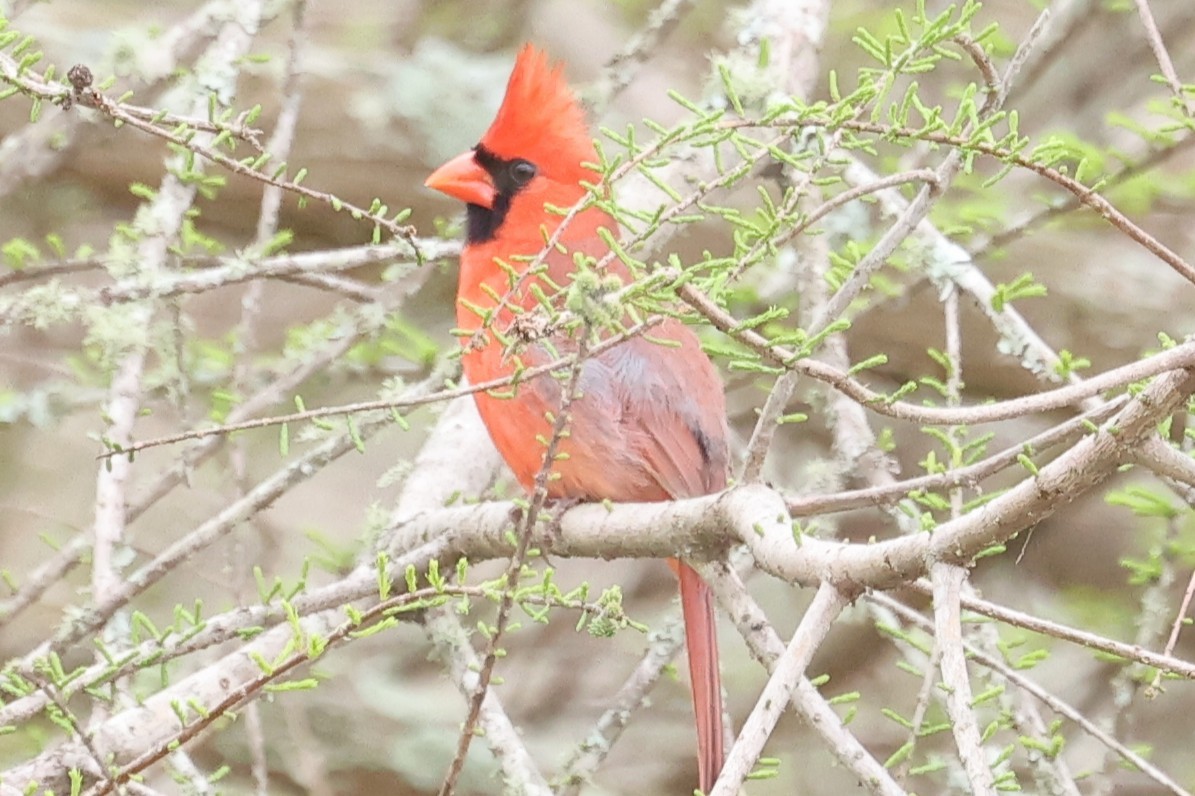 Northern Cardinal - ML632870388