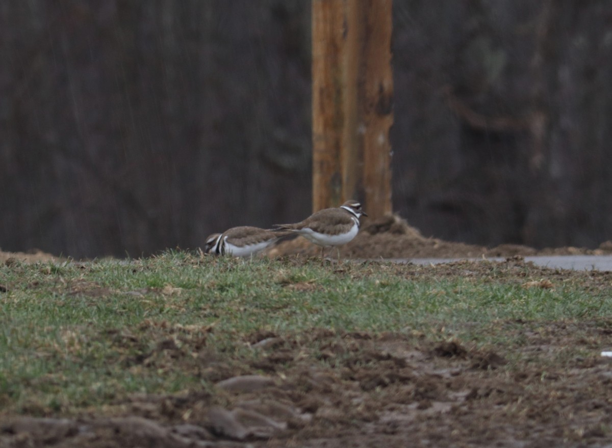 Killdeer - ML632870420
