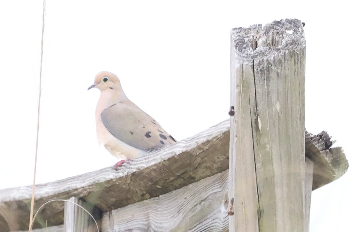 Mourning Dove - ML632870444