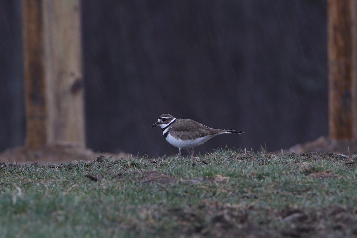 Killdeer - ML632870451