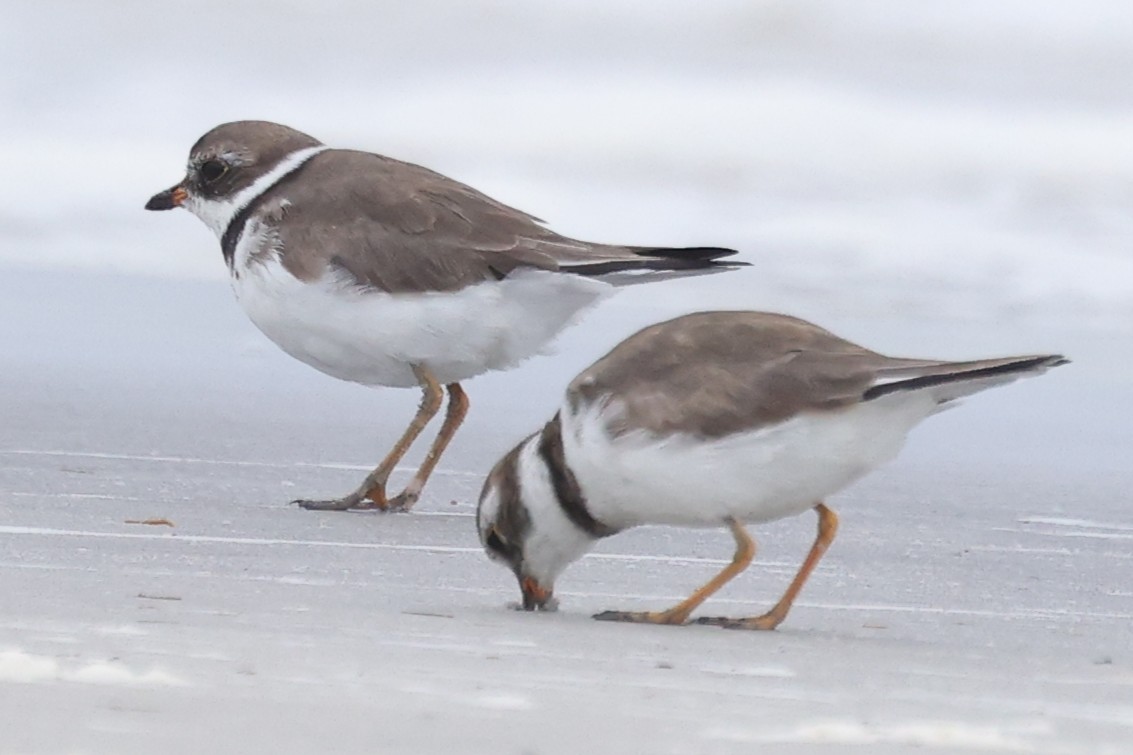 Semipalmated Plover - ML632870455