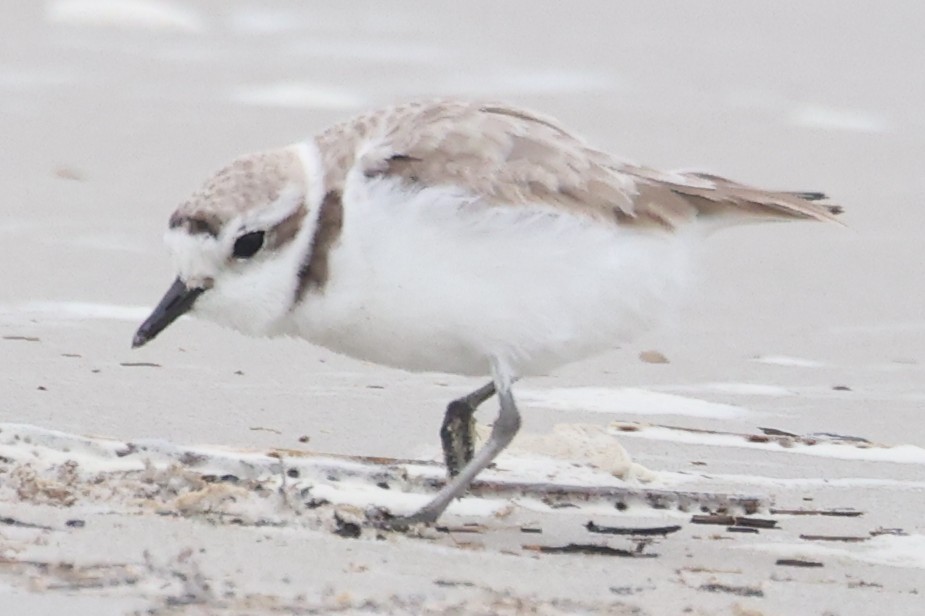 Snowy Plover - ML632870477