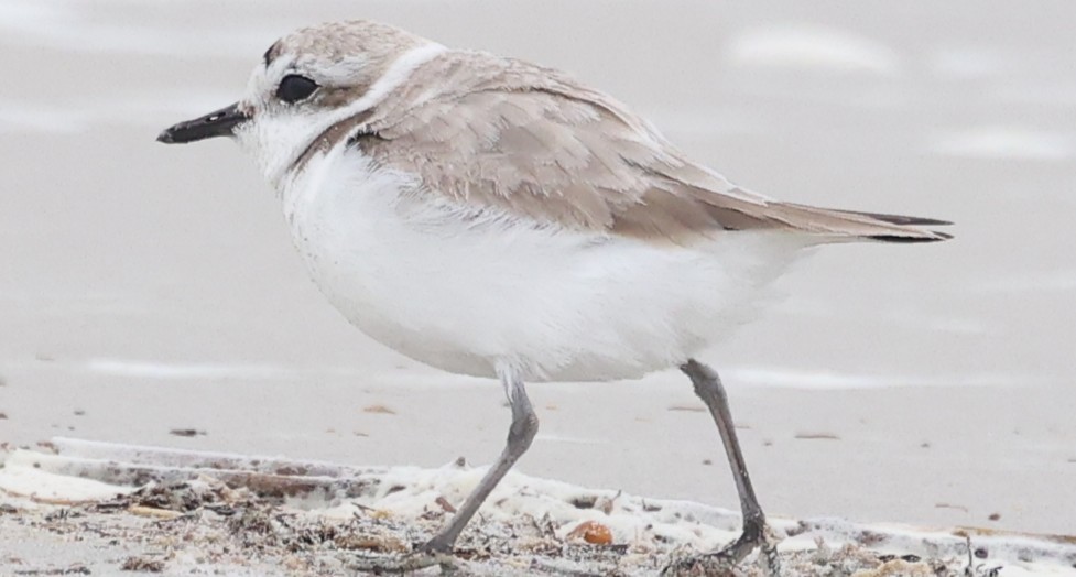 Snowy Plover - ML632870478