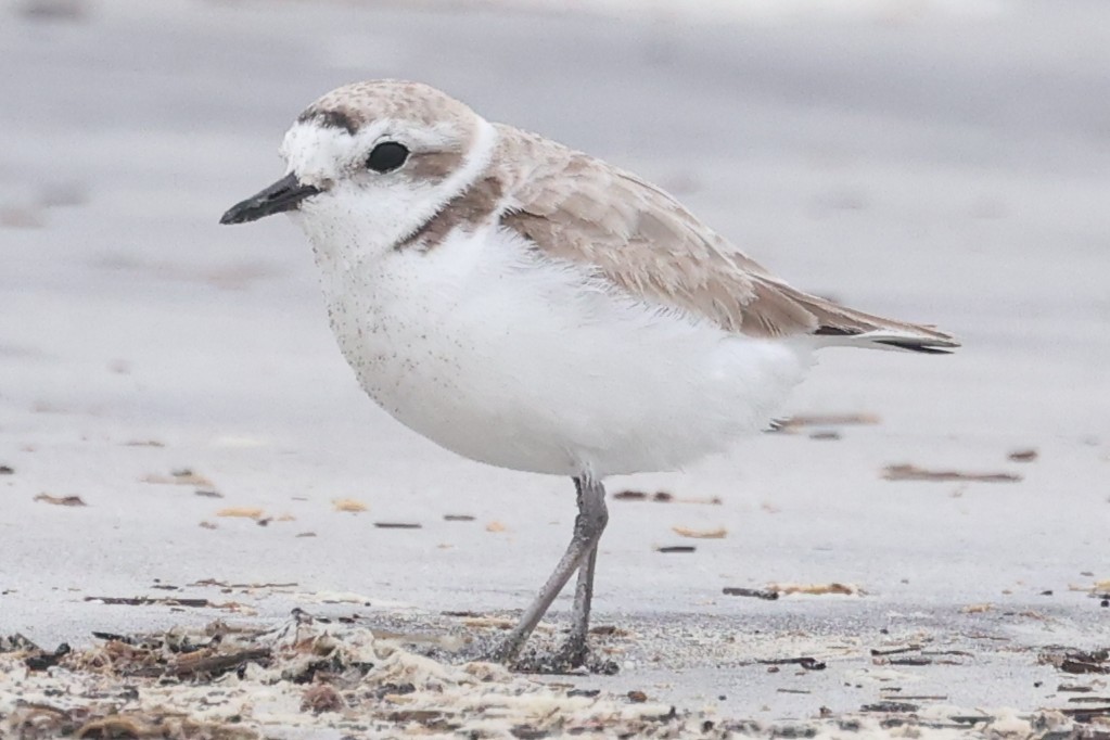 Snowy Plover - ML632870479