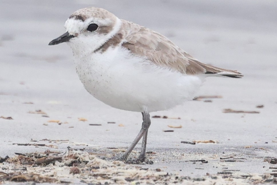 Snowy Plover - ML632870480