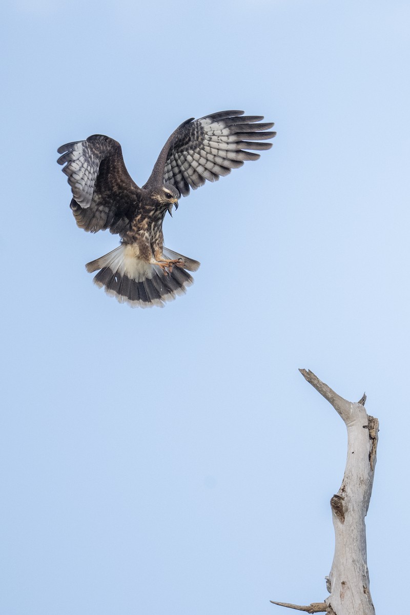 Snail Kite - ML632870498