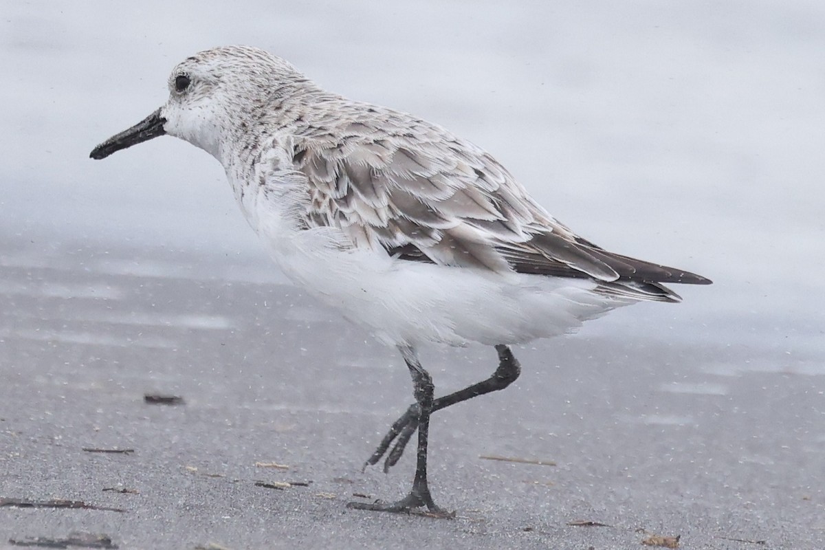 Sanderling - ML632870504