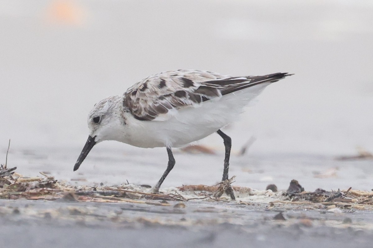 Sanderling - ML632870505