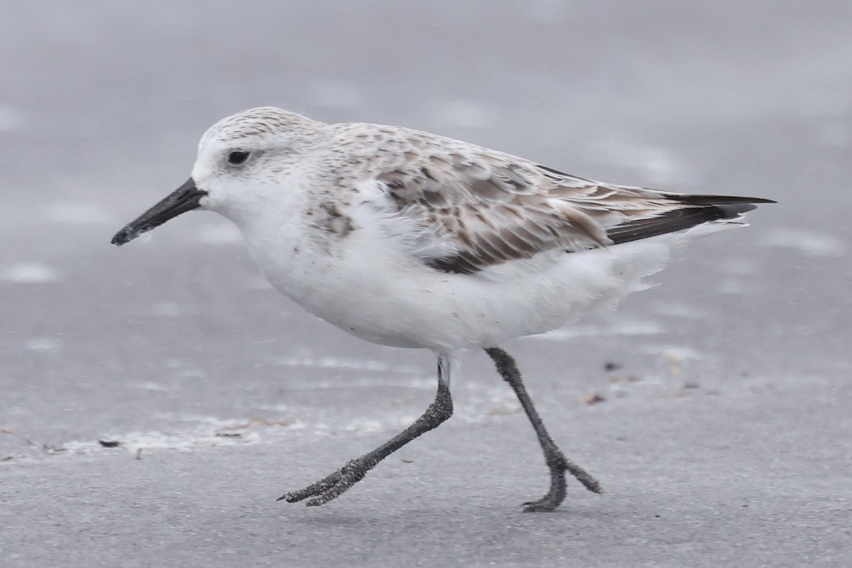 Sanderling - ML632870506