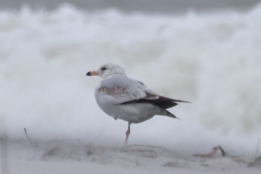 Ring-billed Gull - ML632870514