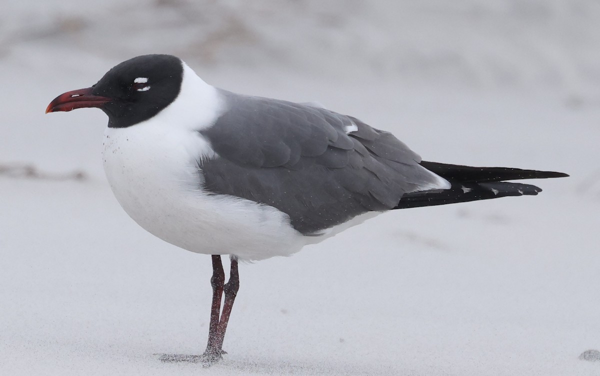 Laughing Gull - ML632870517