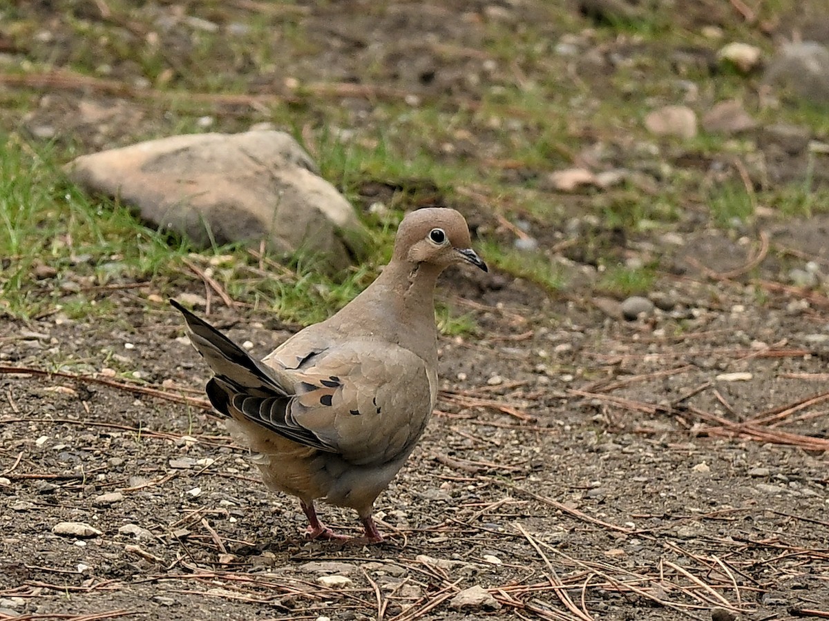 Mourning Dove - ML632870519