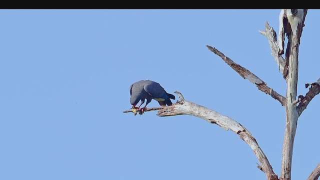 Snail Kite - ML632870548