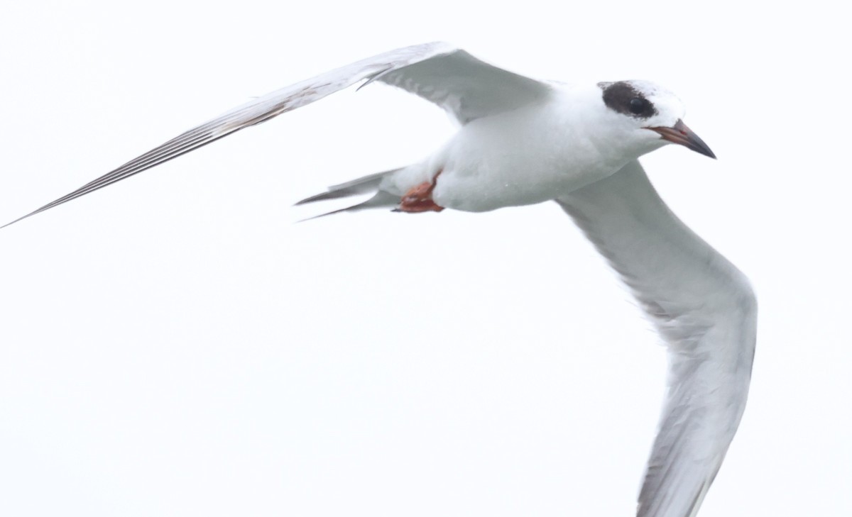 Forster's Tern - ML632870549
