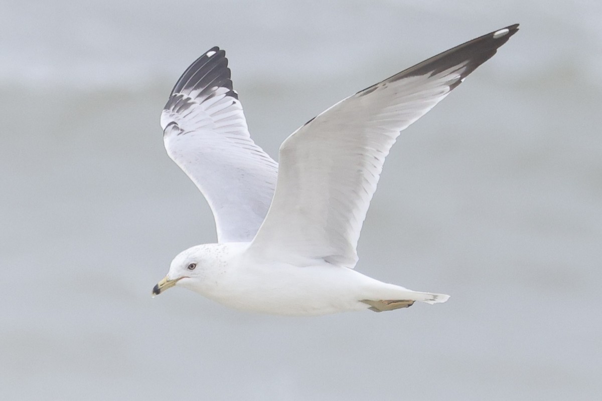 Ring-billed Gull - ML632870560