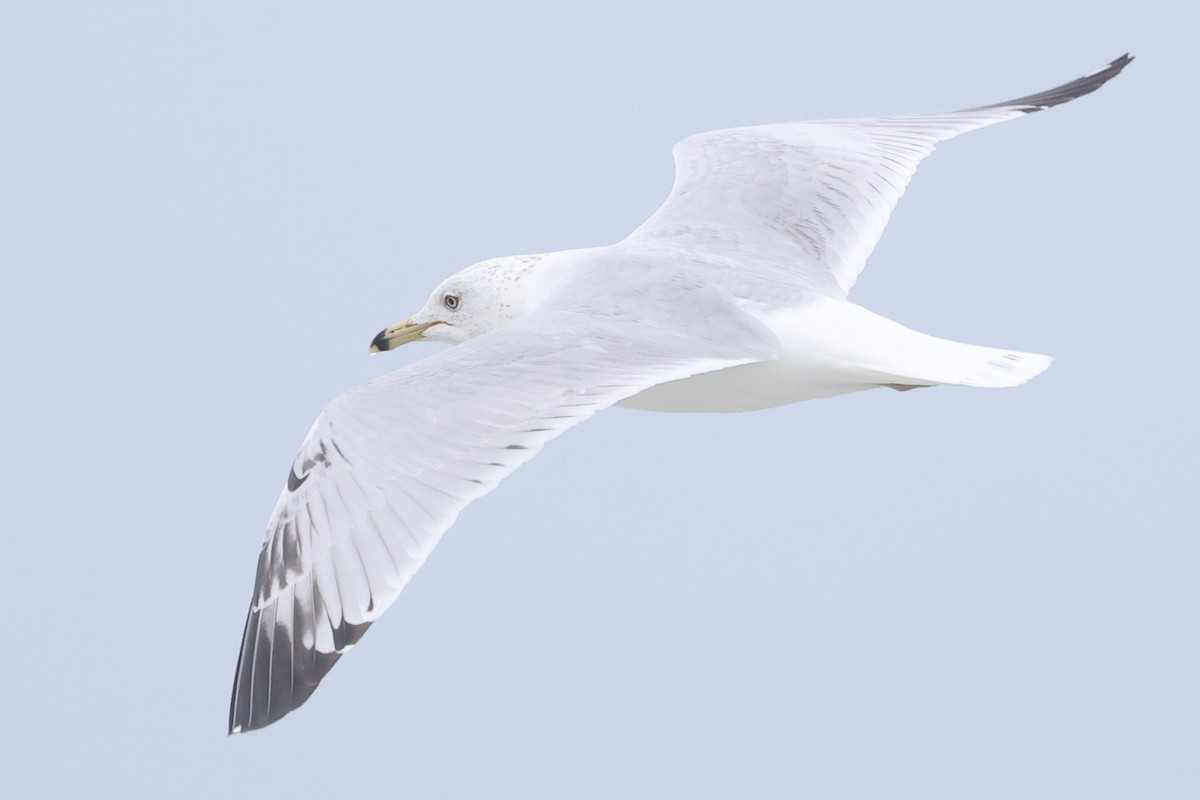 Ring-billed Gull - ML632870561