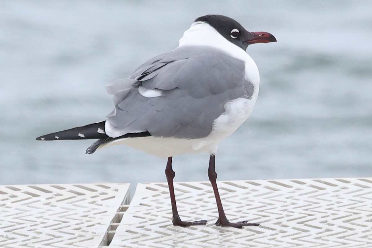 Laughing Gull - ML632870583