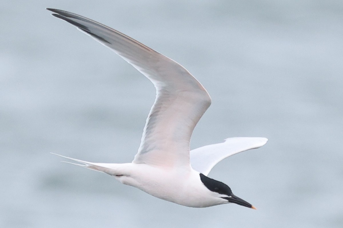 Sandwich Tern - ML632870594