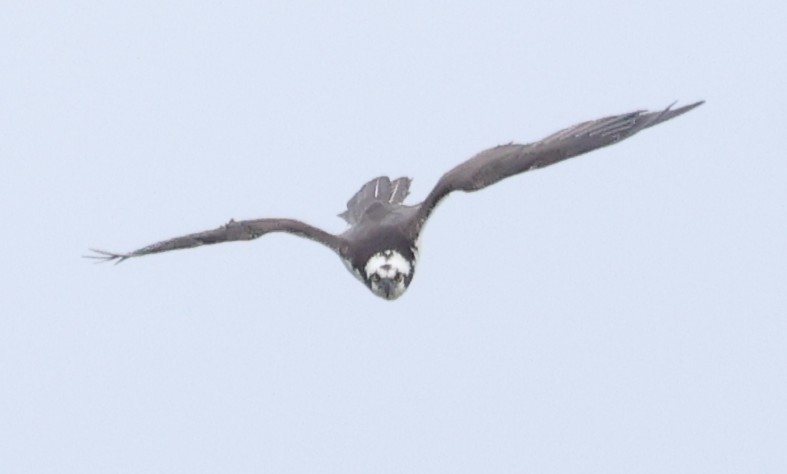 Osprey - ML632870609