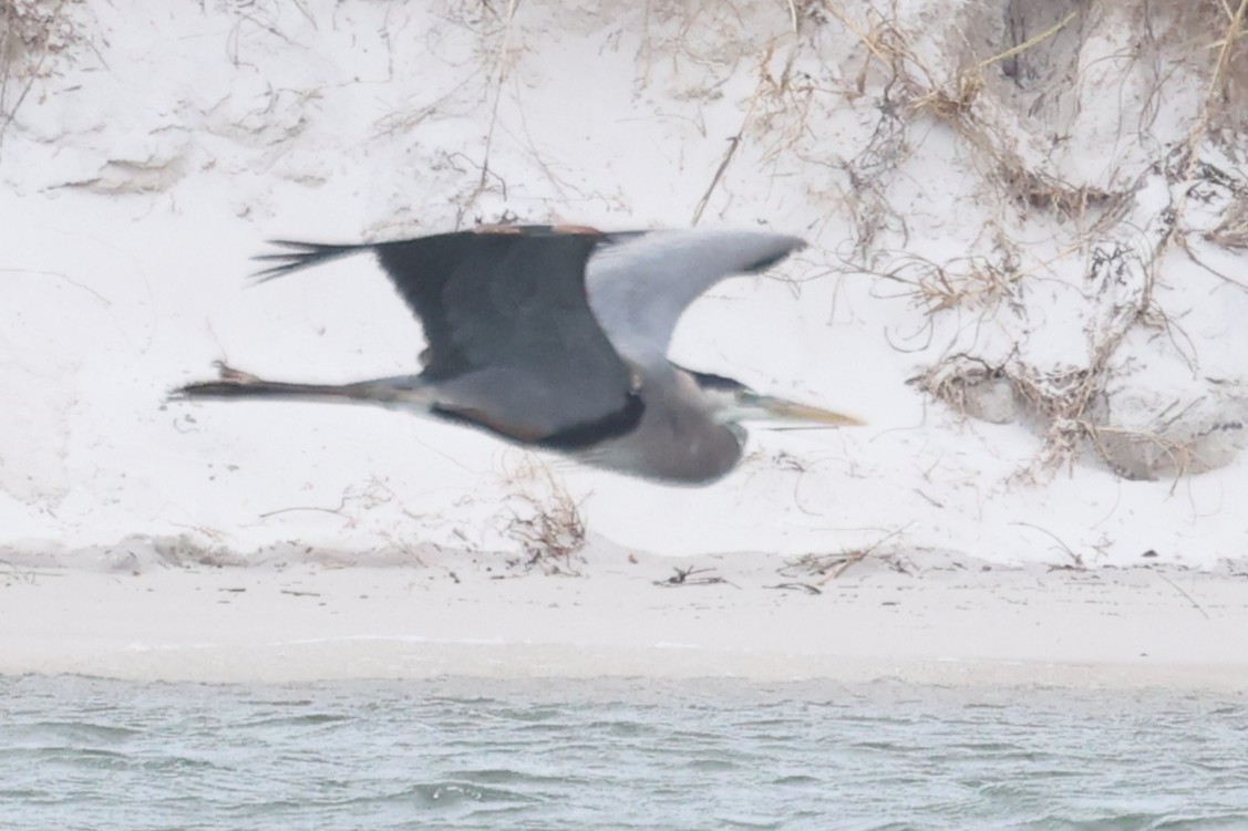 Great Blue Heron - ML632870614