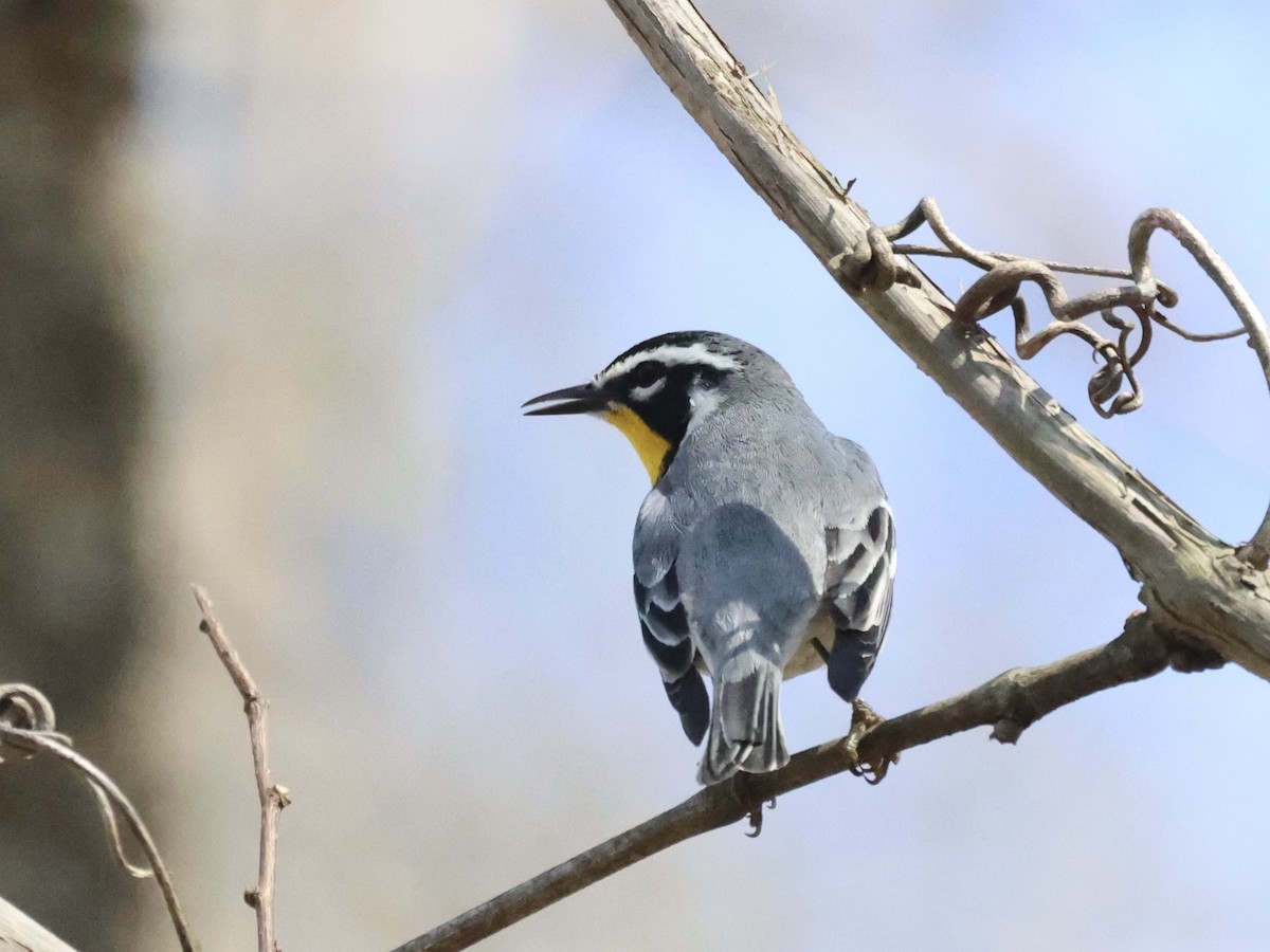 Yellow-throated Warbler - ML632870797