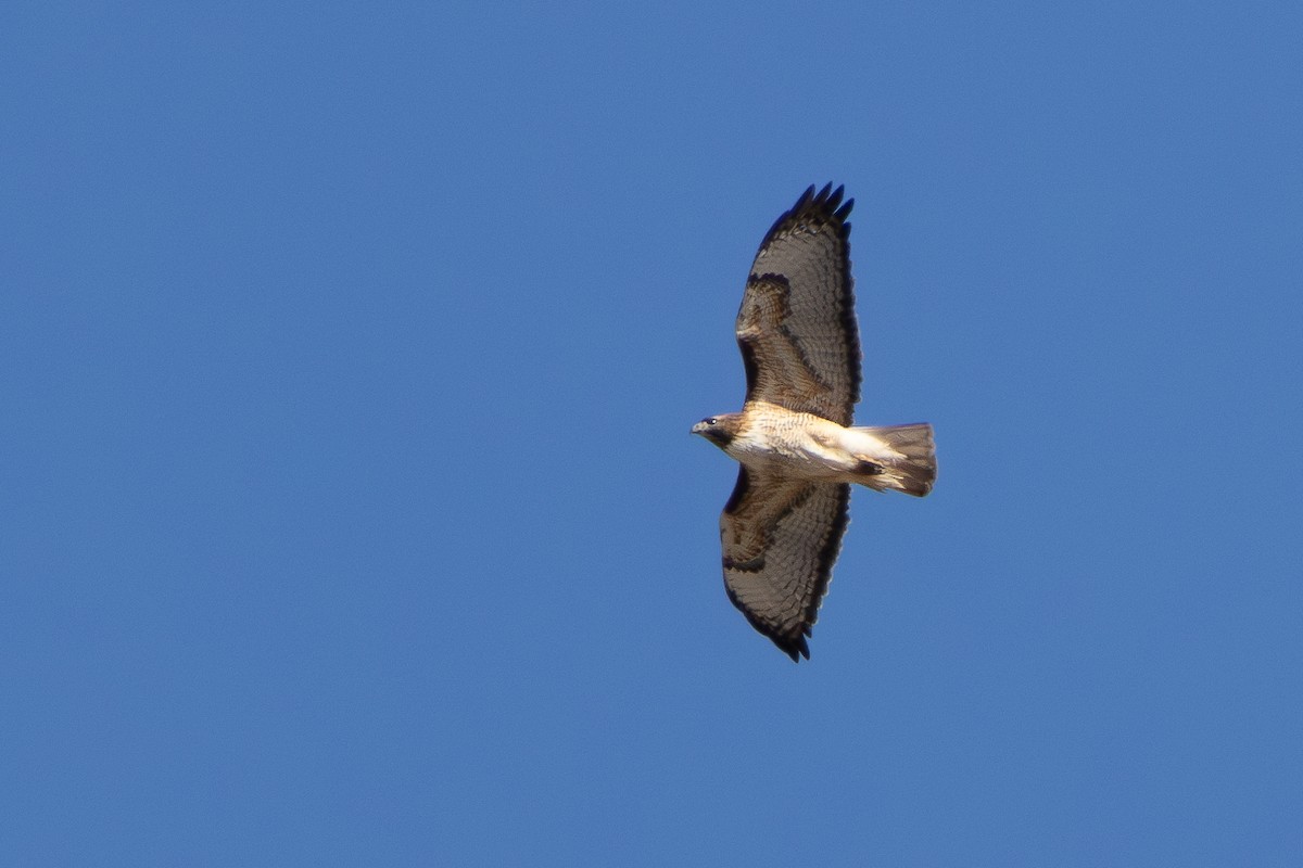 アカオノスリ（calurus／alascensis） - ML632870877