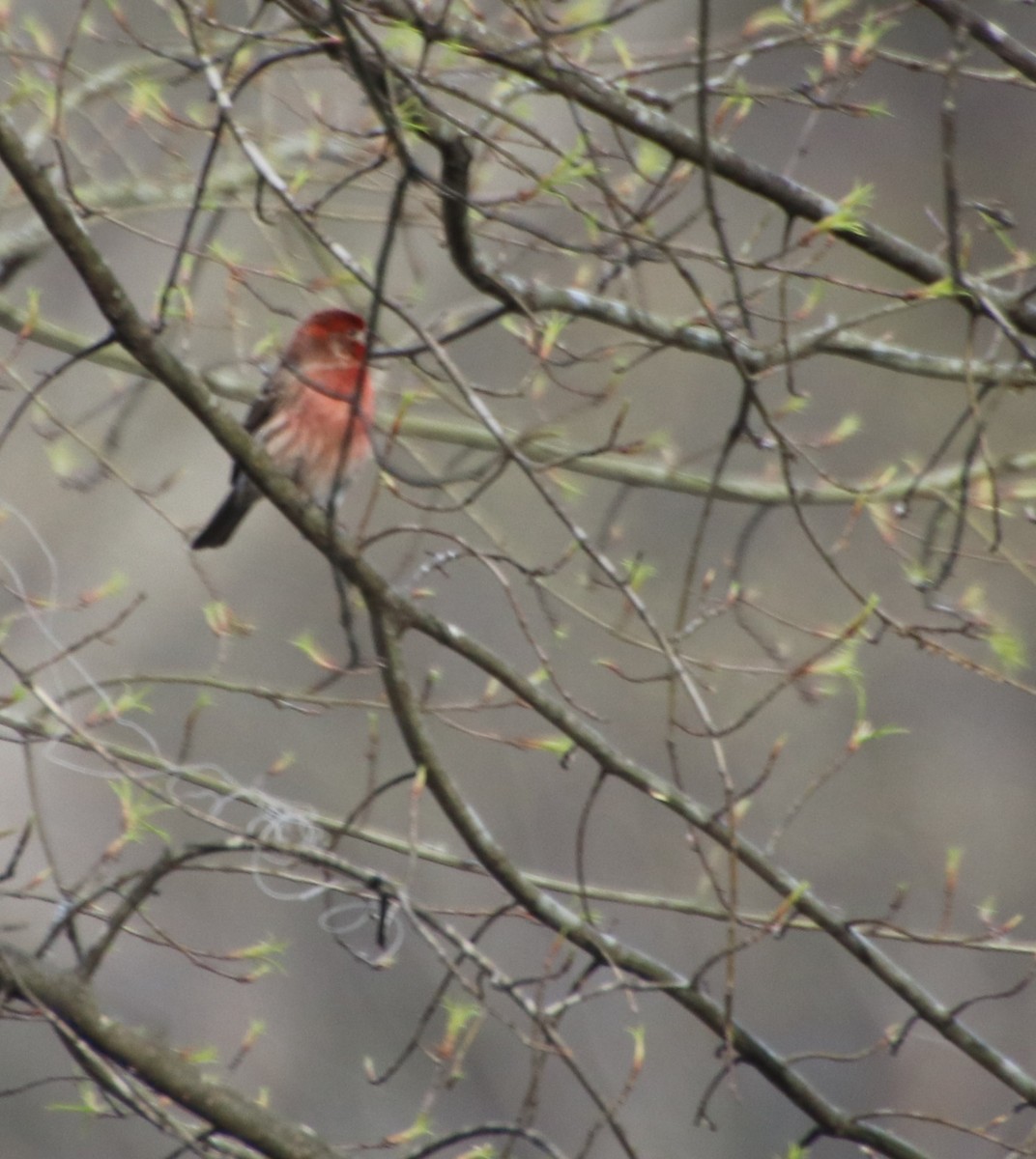 House Finch - ML632870967