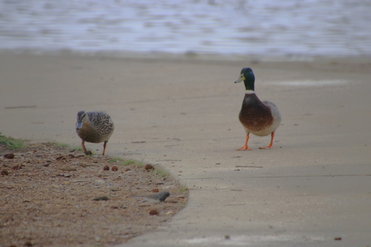 Mallard - ML632871048