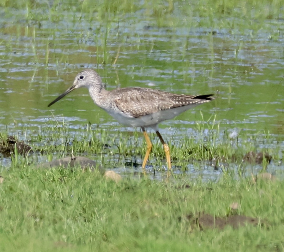 Greater Yellowlegs - ML632871073