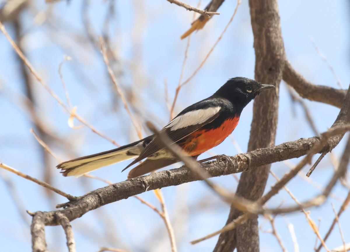 Painted Redstart - ML632871074