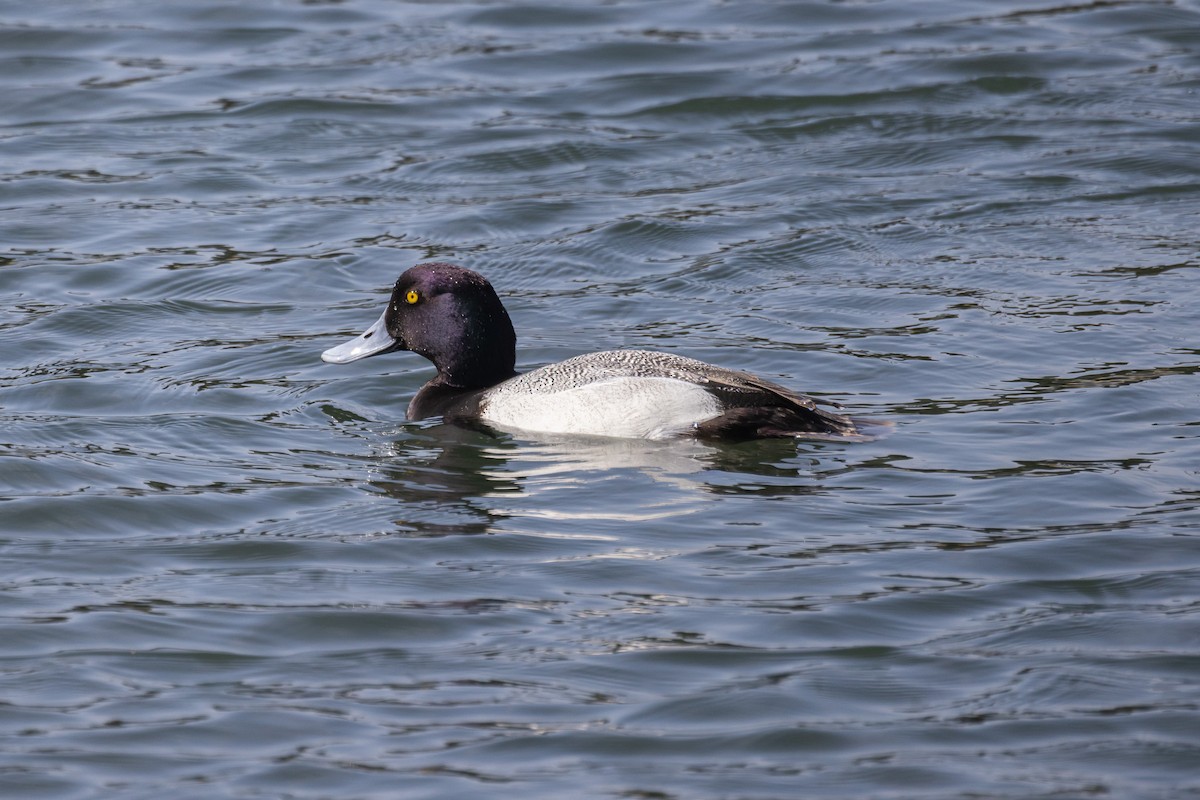 Lesser Scaup - ML632871092