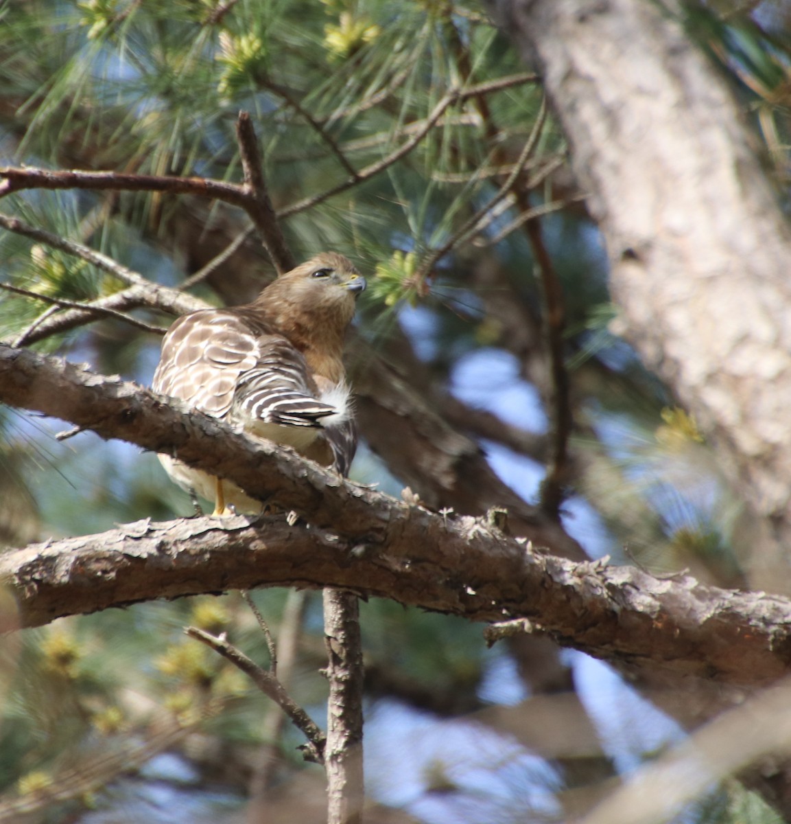 Red-shouldered Hawk - ML632871355