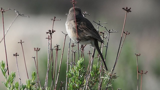 クロフヒメドリ - ML632871405