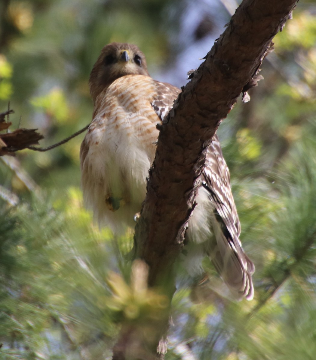 Red-shouldered Hawk - ML632871415