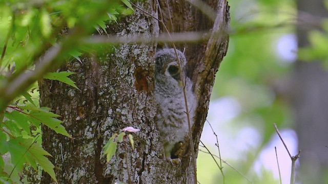 Barred Owl - ML632871420