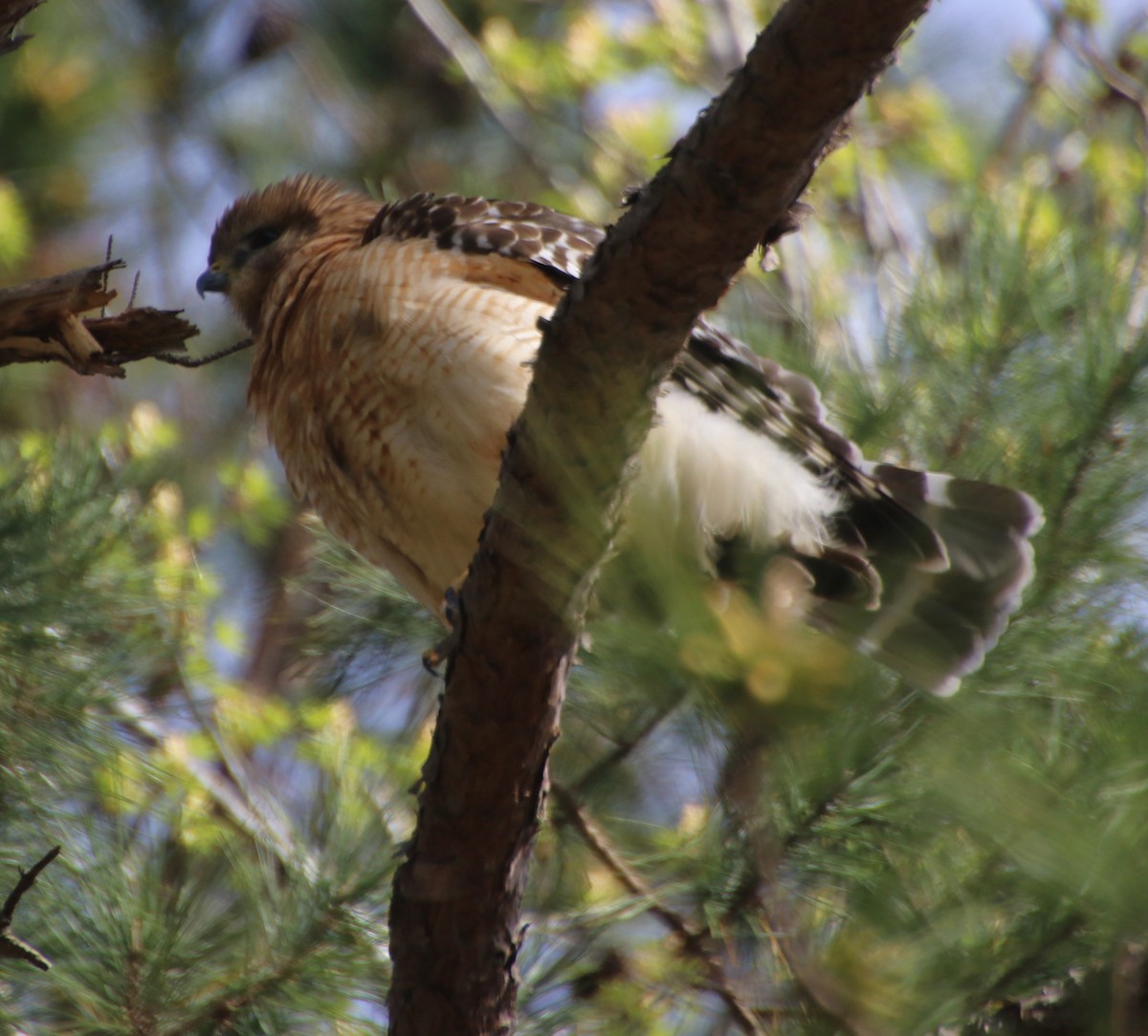 Red-shouldered Hawk - ML632871458