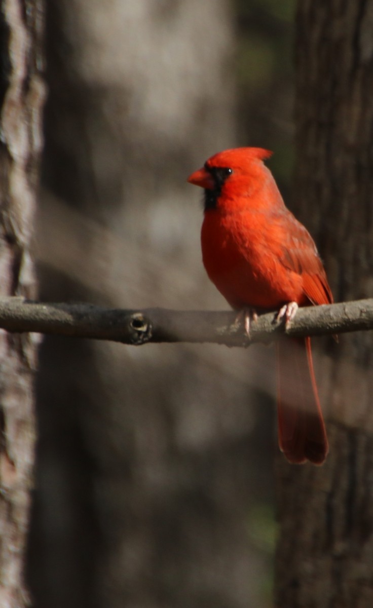 Northern Cardinal - ML632871503